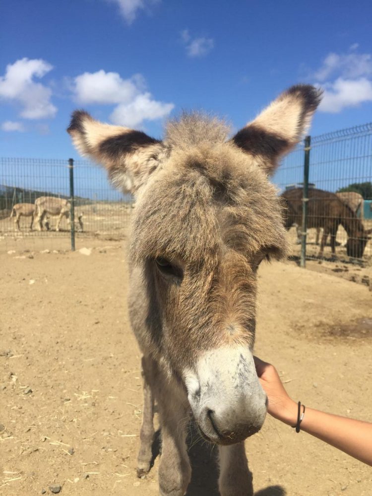 Mission Committee hopes to save donkey